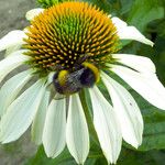 Echinacea purpurea Цвят