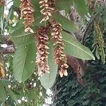 Pterocarya stenoptera Fruit