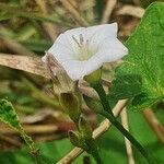 Convolvulus farinosus 花