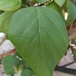 Cordia sebestena Leaf