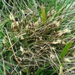 Carex humilis 形態