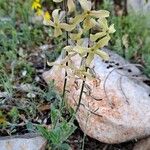 Hesperis laciniata 形態