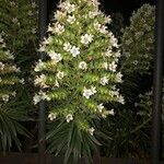 Echium virescens Floro