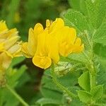 Medicago minima 花