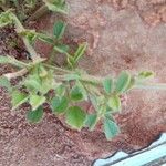 Medicago laciniata Φύλλο