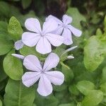 Plumbago zeylanica Flower