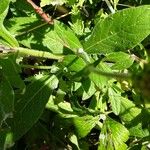 Knautia macedonica Leaf