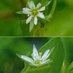 Stellaria alsine Flor