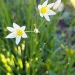 Nothoscordum bivalve Blomma