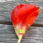Chaenomeles × superba Flower