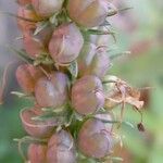 Veronica spicata Froito