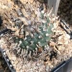 Turbinicarpus schmiedickeanus Листок