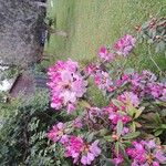 Rhododendron catawbiense Flower