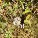 Chromolaena hirsuta Flower