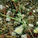 Corrigiola telephiifolia Habitus