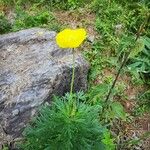 Adonis pyrenaica Blüte