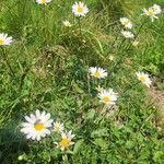 Leucanthemum heterophyllum Žiedas