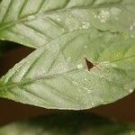 Psychotria cupularis Blatt