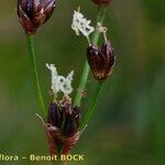 Juncus anceps Fruit