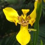 Trimezia steyermarkii Kwiat