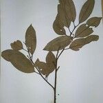 Aspidosperma marcgravianum Leaf