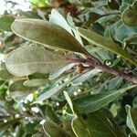 Planchonella glauca Blad