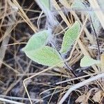 Pentanema divaricatum Leaf