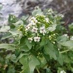 Nasturtium officinale Virág