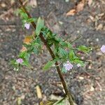 Epilobium parviflorum Habit