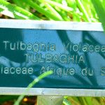 Tulbaghia alliacea برگ
