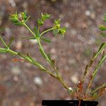 Euphorbia sulcata Habit