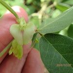 Macrotyloma axillare Flower