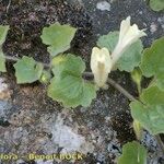 Asarina procumbens Habitus