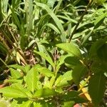 Forsythia viridissima Leaf