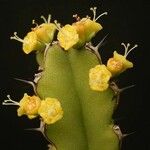 Euphorbia tetracanthoides Flor