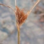 Carex bohemica Плід