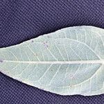 Helianthus mollis Leaf