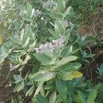 Calotropis gigantea Hoja