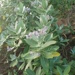 Calotropis gigantea Blatt