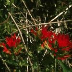 Castilleja coccinea Hàbitat