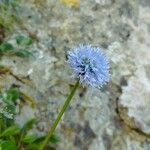 Globularia nudicaulisFlower