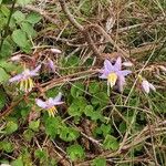 Dianella ensifolia Hábito