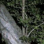 Dasyphyllum diacanthoides Kabuk