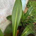 Hippeastrum reticulatum برگ