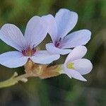 Erucaria hispanica Flor