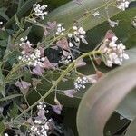 Capsella bursa-pastoris Fruit