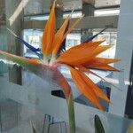 Strelitzia reginaeFlower