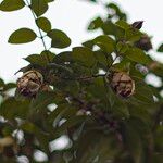 Gmelina philippensis Flower