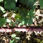 Rubus divaricatus বাকল