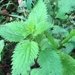 Urtica dioica Blad